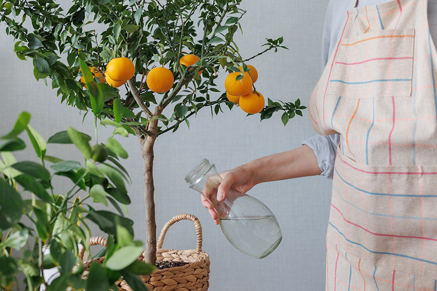 Comment cultiver un oranger en pot